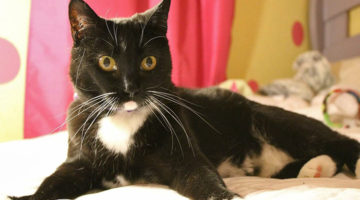 Braelyn – Adult Female