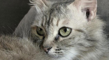 Emily – Adult Female
