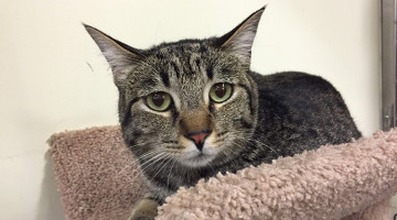 Ava – Adult Female