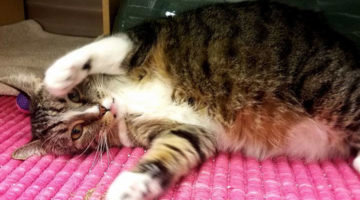 Angel Baby – Adult Female