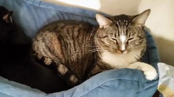 Angel Baby – Adult Female
