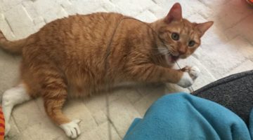 Chandler – Senior Male