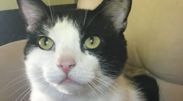 Pellman – Adult Male
