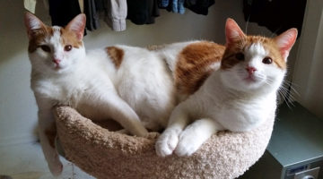 Annie-Lola and Henri – Bonded Pair