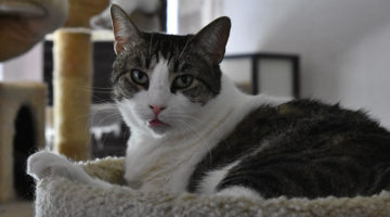 Sloane – Adult Female