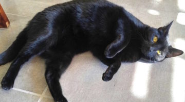 BabyG – Adult Female