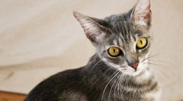 Aspen – Adult Female