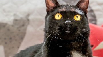 Dulce – Young Female