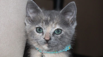 Remington – Baby Female