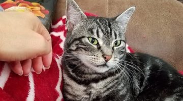 Dodie – Adult Female