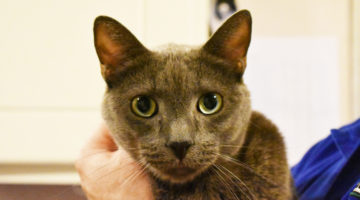 Bertie – Adult Male
