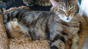 Gracee – Adult Female