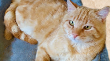Jono – Adult Male