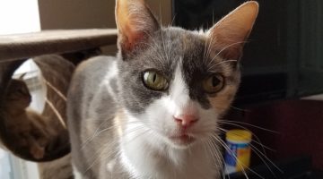 Kaye – Adult Female – Pre-Adoptable*