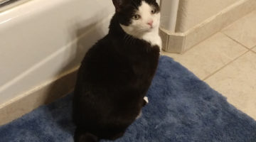 Patti – Senior Adult Female