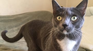 Harlie – Adult Female