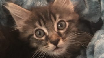 Gulliver – Baby Male – Available For Pre-Adoption!