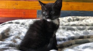 Tux – Baby Male – Available for Pre-Adoption!