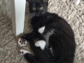 baby-biscuit3 (1)