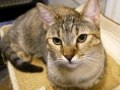 chandiea
