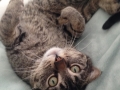 monkey1