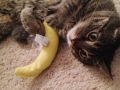 monkey2