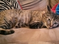 rubie