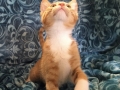 spider-cat1