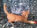 spider-cat4