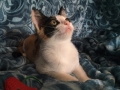 titania2
