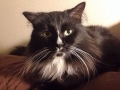 whiskleigh