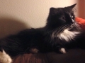 whiskleigh2