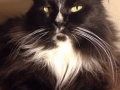 whiskleigh4