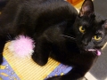 ziba