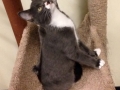 alfonso2