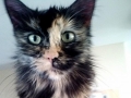 bellaII2