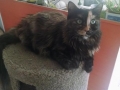 bellaII3