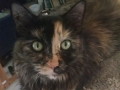 bellaII4