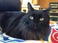 blake1