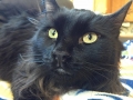 blake3