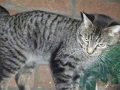 brewster1