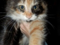 candi-mcfluff1.jpg