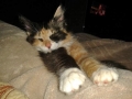 candi-mcfluff2.jpg