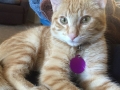cheddar1
