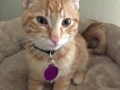 cheddar4