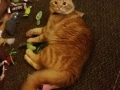 chewy4
