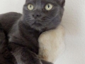 dinky1.jpg