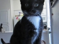 elsie1