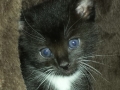 elsie2