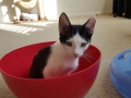 felix